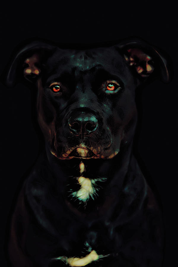 The face of loyalty Digital Art by Marlene Watson