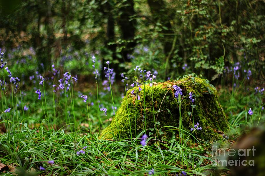 The Faeries Mound  Photograph by Vicki Spindler