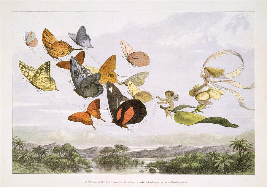 Richard Doyle Drawing - The Fairy Queen Takes an Airy Drive in a Light Carriage,  drawn by Thoroughbred Butterflies by Richard Doyle