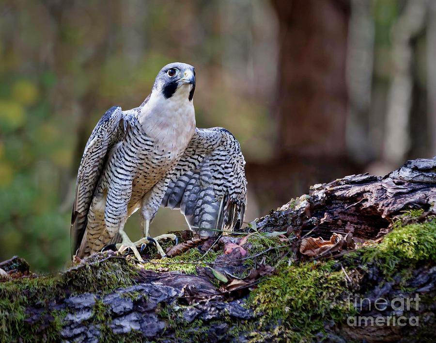 The Peregrine Photograph by Laurinda Bowling