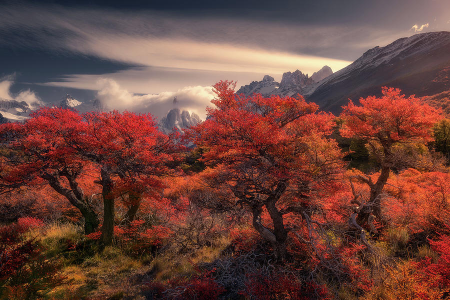 The Fall colors in Patagonia Photograph by Henry w Liu