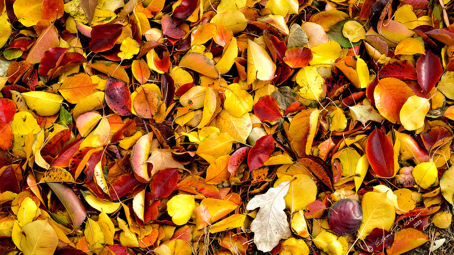 The Fall Of The Leaves Photograph by Ed Peterson The Fall Of The Leaves Photograph by Ed Peterson