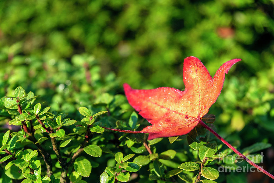 The Fallen Leaf Photograph by Daniel M Walsh