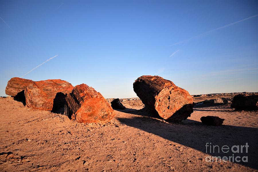 The Fallen - Petrified Forest Photograph by Leslie M Browning