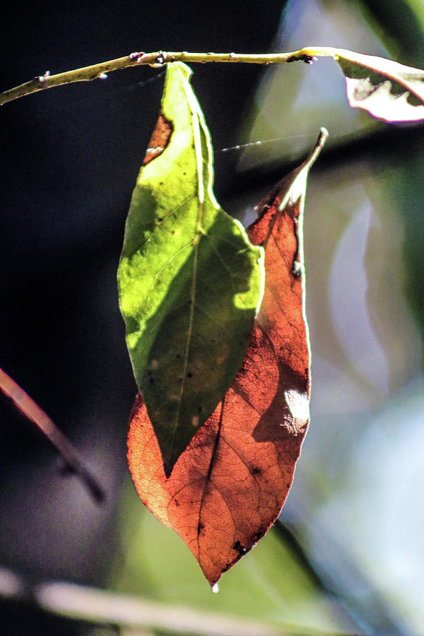 Tree Photograph - The falling autumn leaf by Soraya DApuzzo