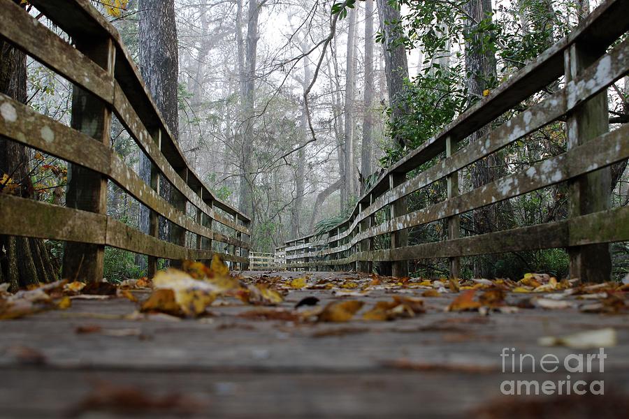 The Falling Leaves Photograph by Donald Sawin The Falling Leaves Photograph by Donald Sawin