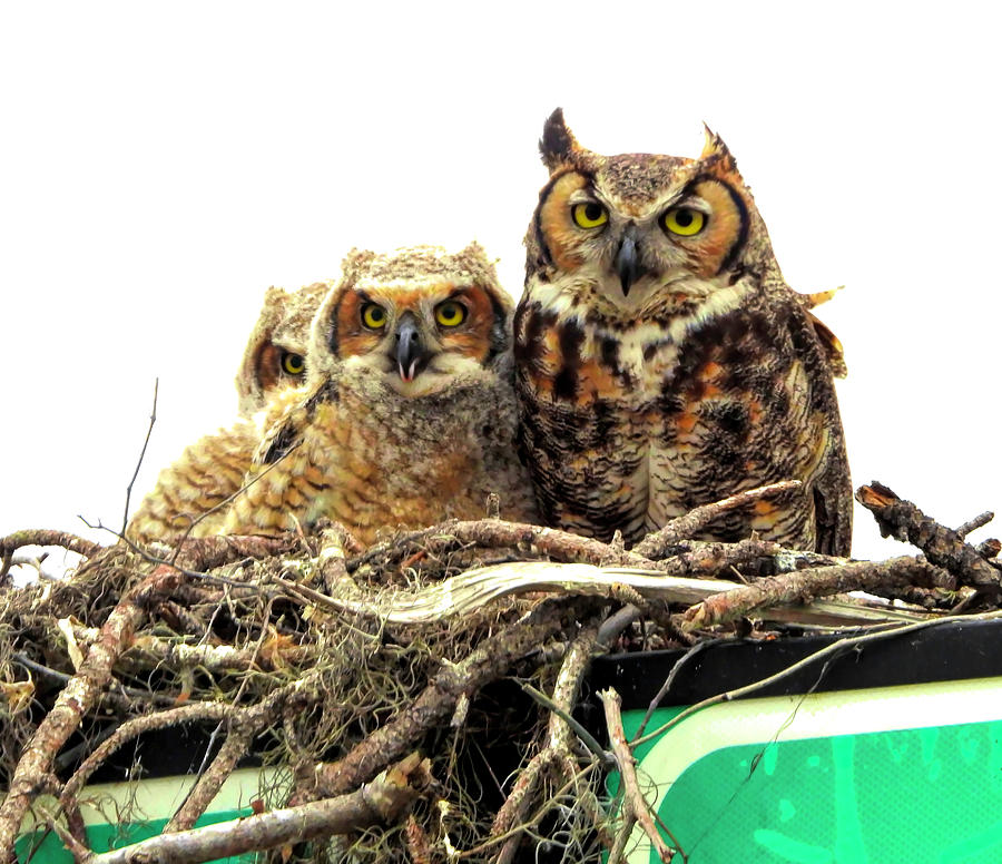 The Family of Owls Photograph by Alison Belsan Horton The Family of Owls Photograph by Alison Belsan Horton