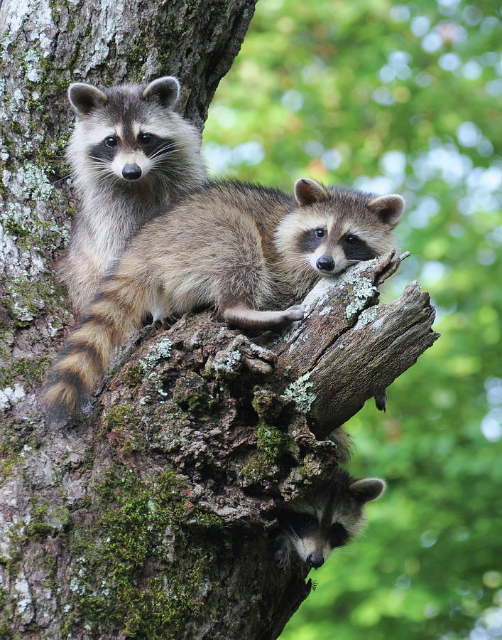 The Family Photograph by Rick Kratz - Fine Art America