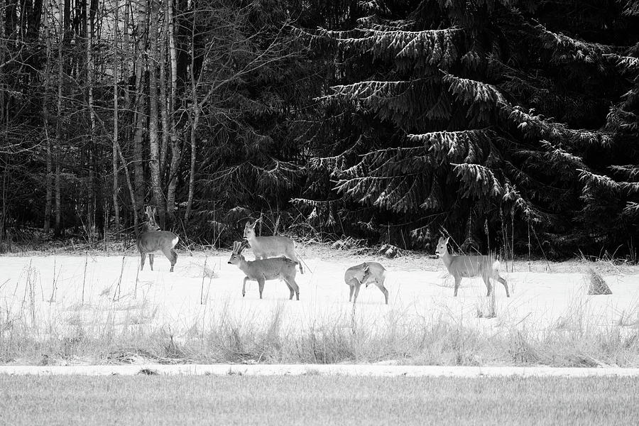 The family together. Roe deer bw Photograph by Jouko Lehto
