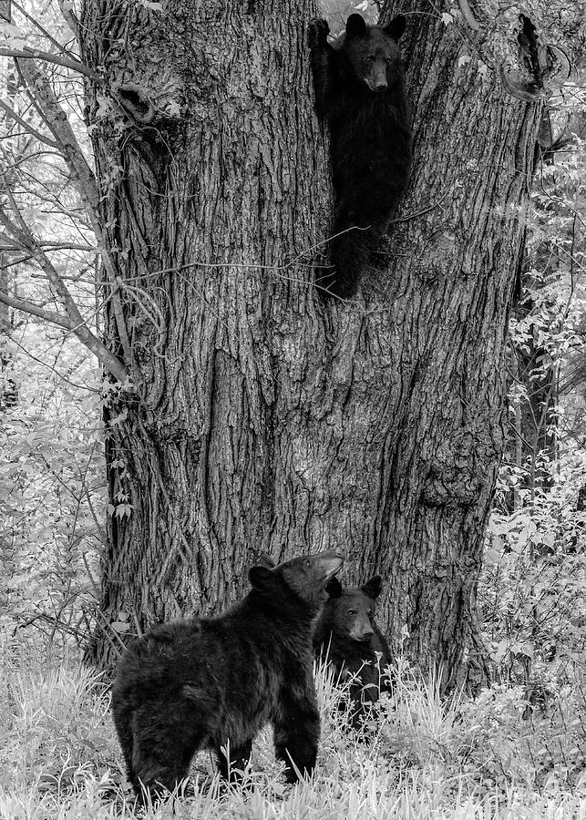 The Family Tree, Black and White Photograph by Marcy Wielfaert
