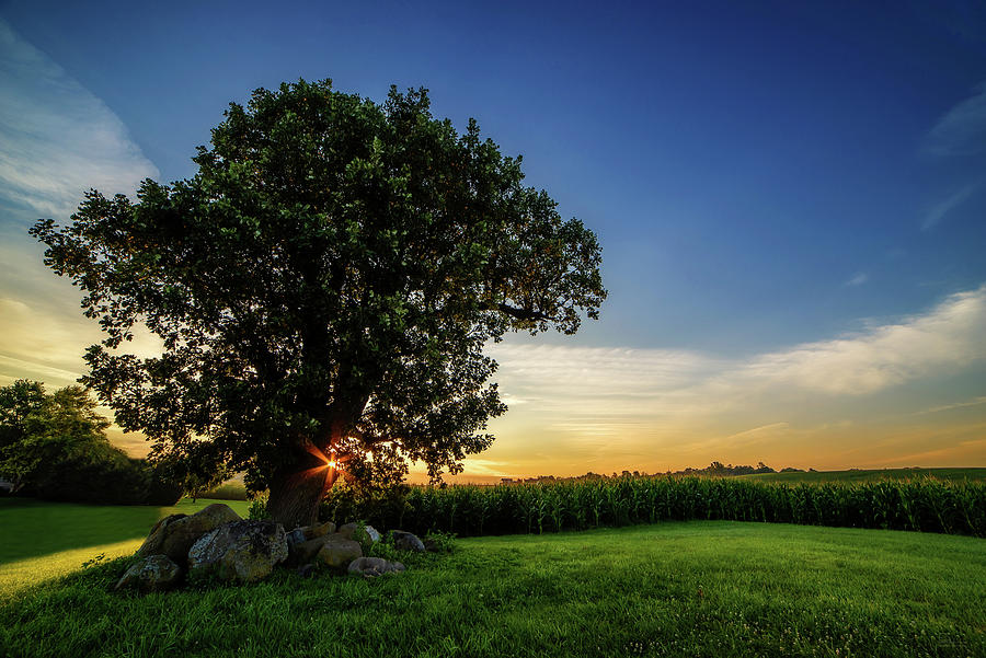 The famous Stoughton Tornado Oak Tree on a midsummer sunrise Photograph by Peter Herman