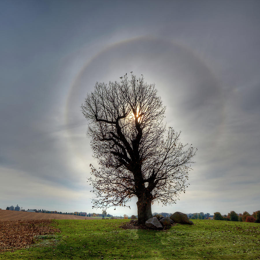 The famous Stoughton Tornado Oak Tree with Sun Halo Photograph by Peter Herman