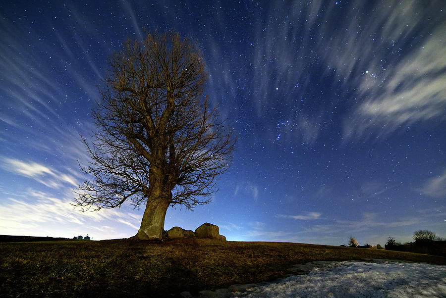 The famous Stoughton Tornado Oak Tree with winter constellations and Orion Photograph by Peter Herman