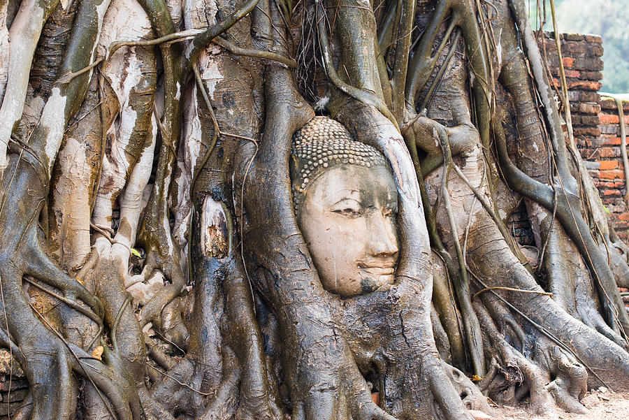The famous Thai Buddhas head in the tree roots in Ayutthaya Photograph by Yanis Ourabah
