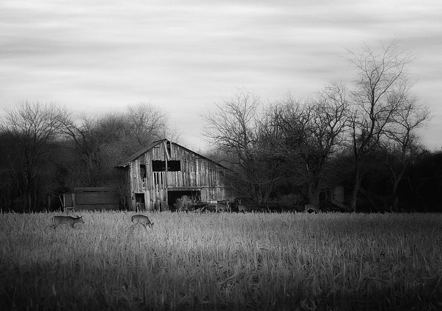 The Farm Photograph by Mark Fuller
