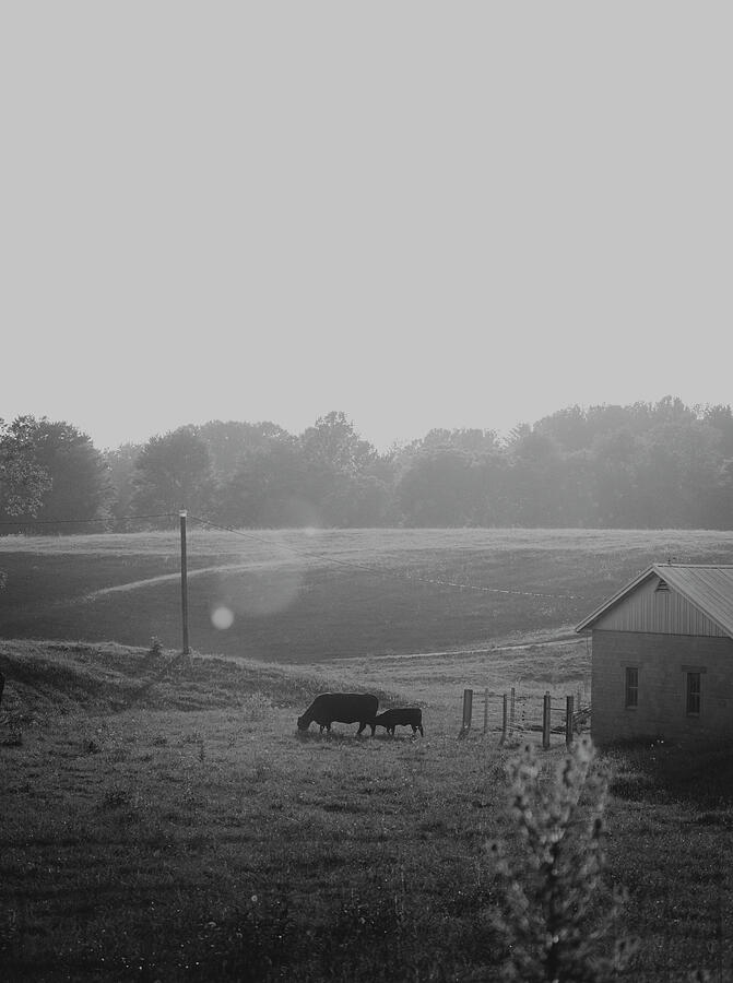 Cow Photograph - The Farm by Paul Baechtold