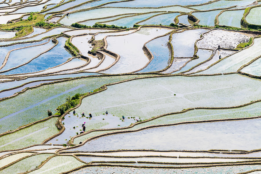 The farmer planted rice seedlings in the terrace Photograph by Zhouyousifang