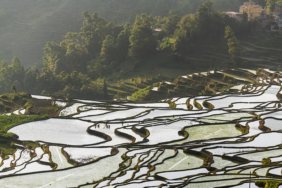 The farmer planted rice seedlings in the terraced fields Photograph by Zhouyousifang