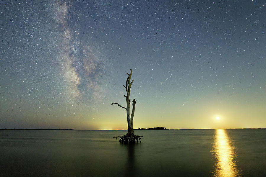 The favorite Tree and the Milky Way Photograph by Ken Fullerton