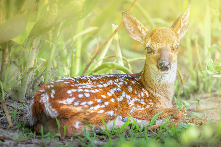 The Fawn  Photograph by Jordan Hill