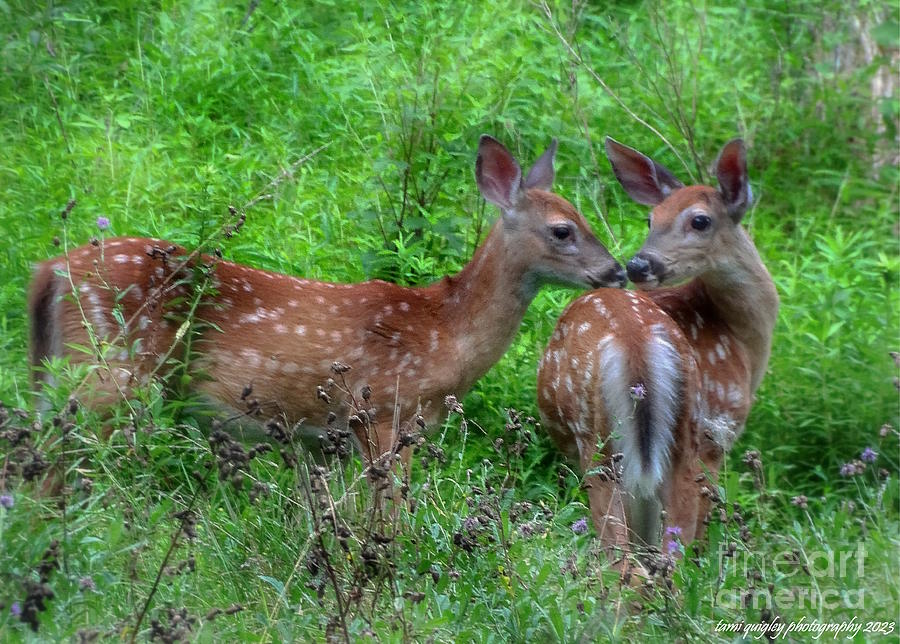 The Fawns Of August Photograph by Tami Quigley