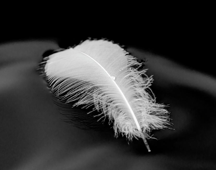 The Feather Photograph by Scott Carruthers