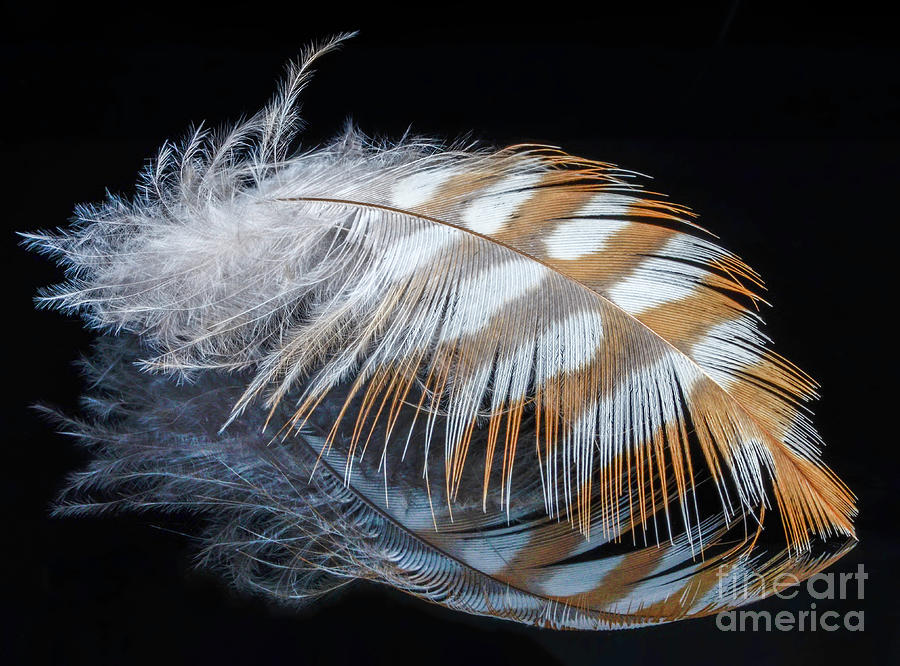 The Feather Photograph by Shannon Moseley