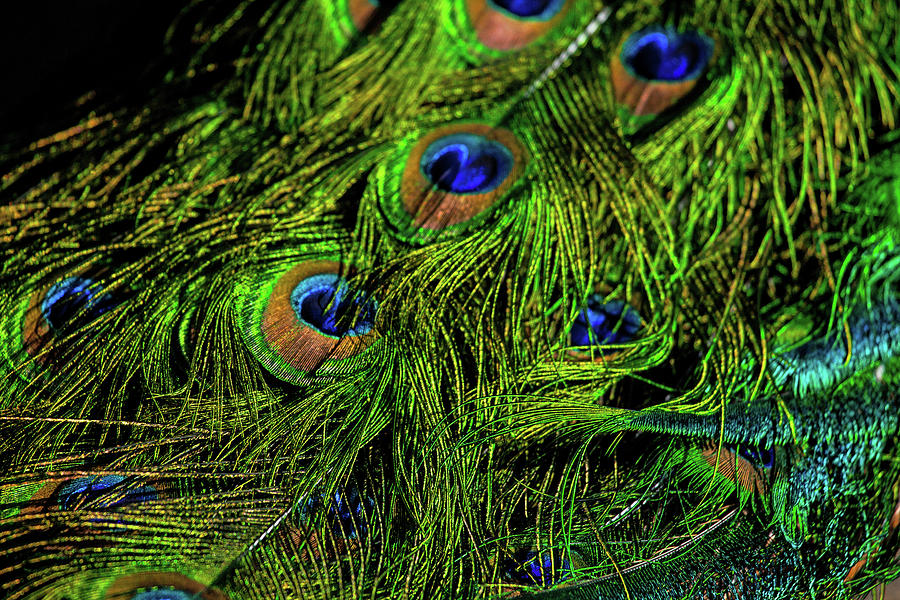 The Feathers of a Peacock Photograph by Karol Livote