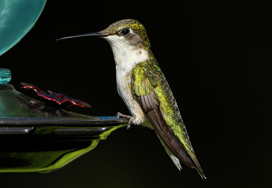 The Female Ruby Throated Hummingbird Portrait Photograph by Sandra Js