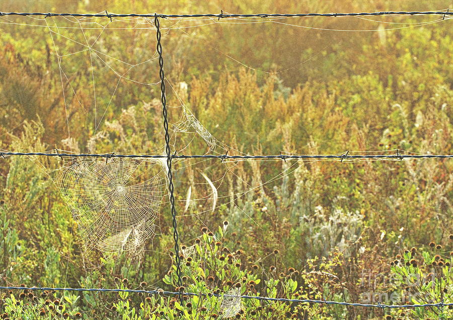The Fence And The Spiderwebs Photograph