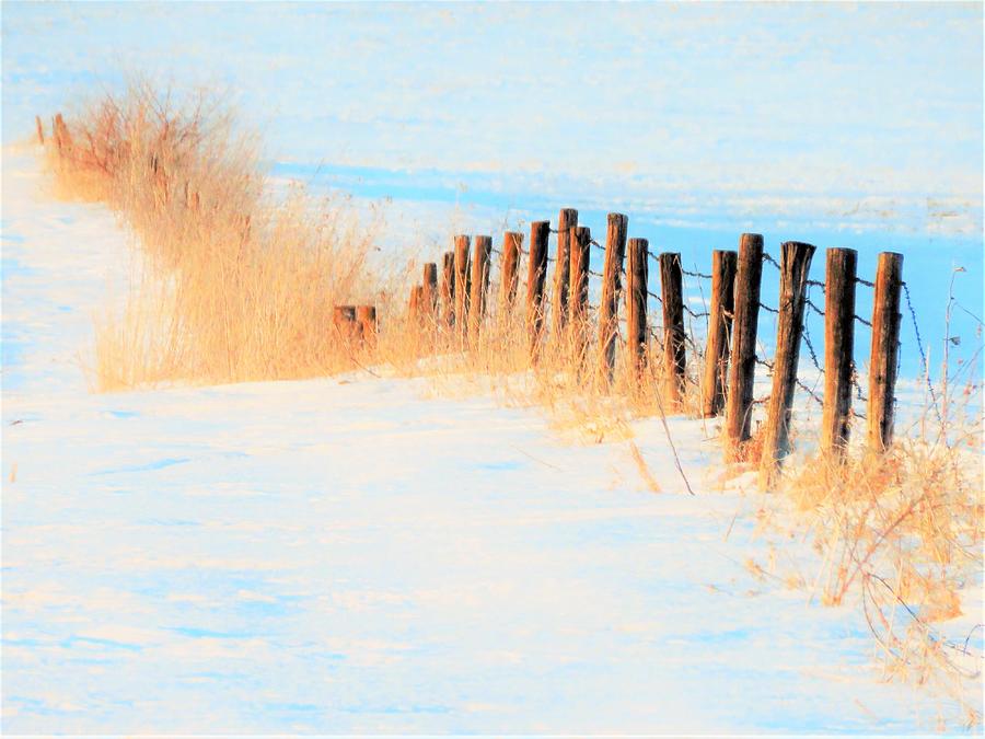 The Fence Row  Photograph by Lori Frisch