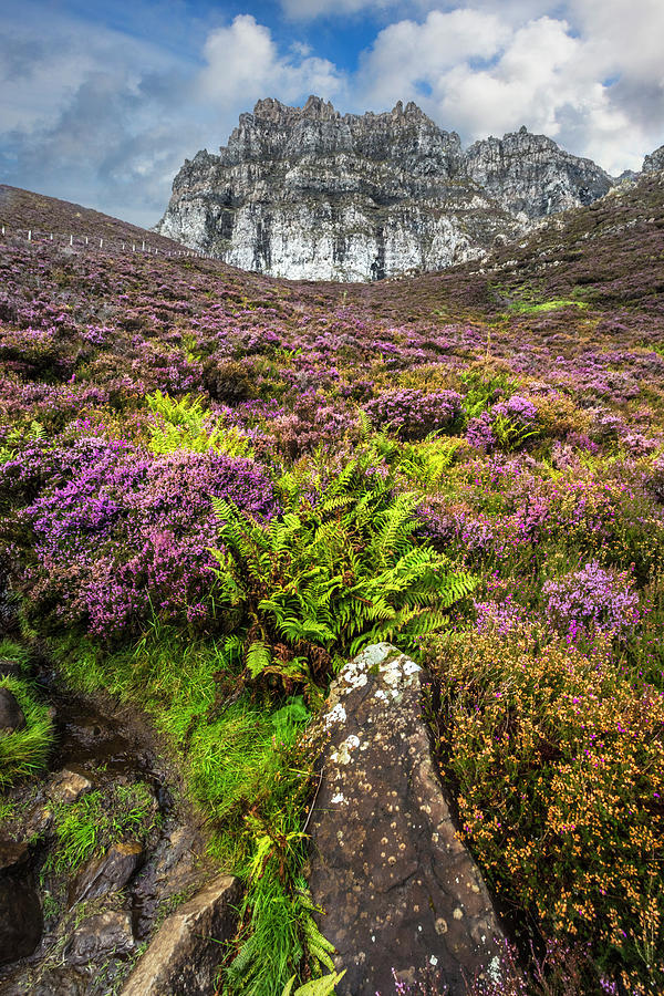 The Ferns and Heather  through the Scottish Highlands  Photograph by Debra and Dave Vanderlaan
