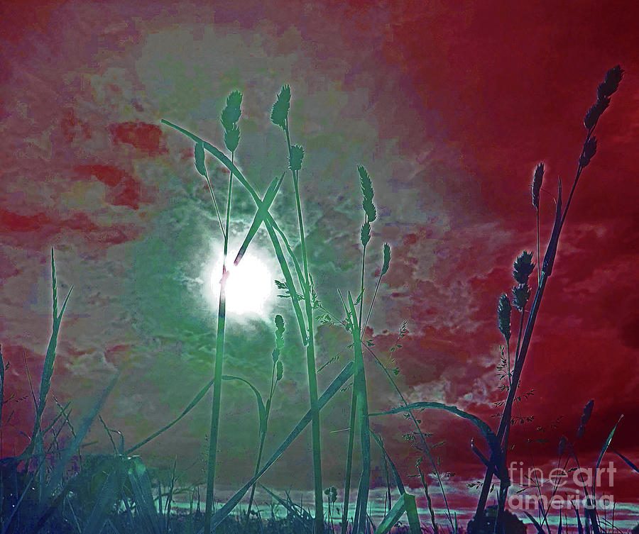 The Field Red Digital Art by Tracey Lee Cassin