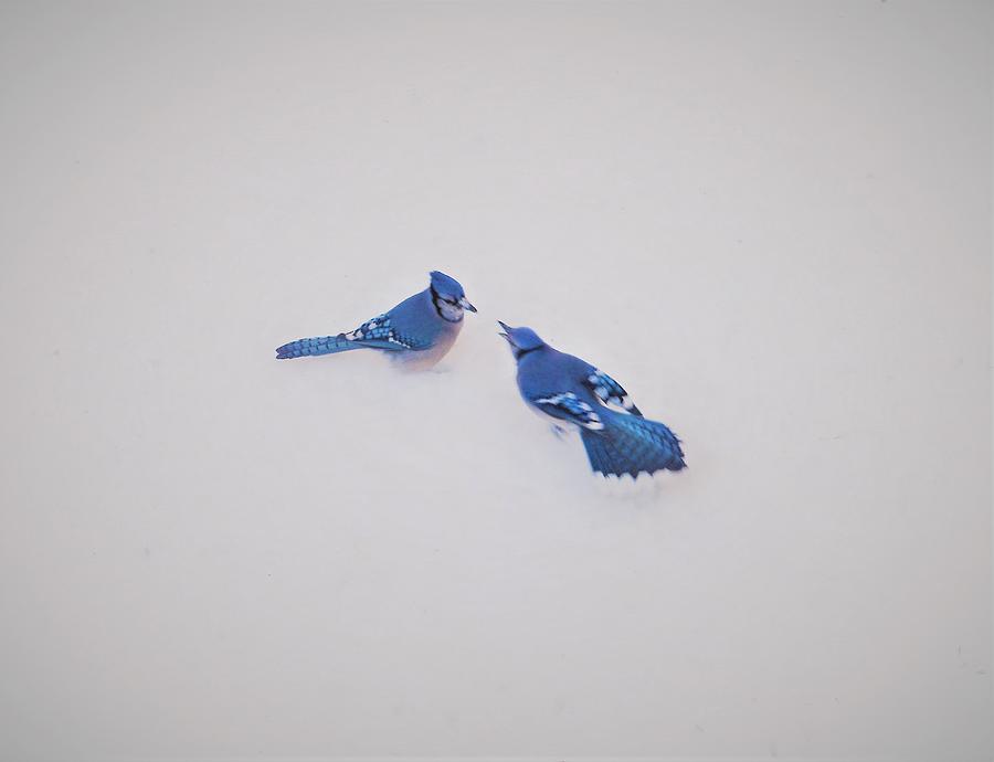 - The Fight - Blue Jay Photograph by THERESA Nye