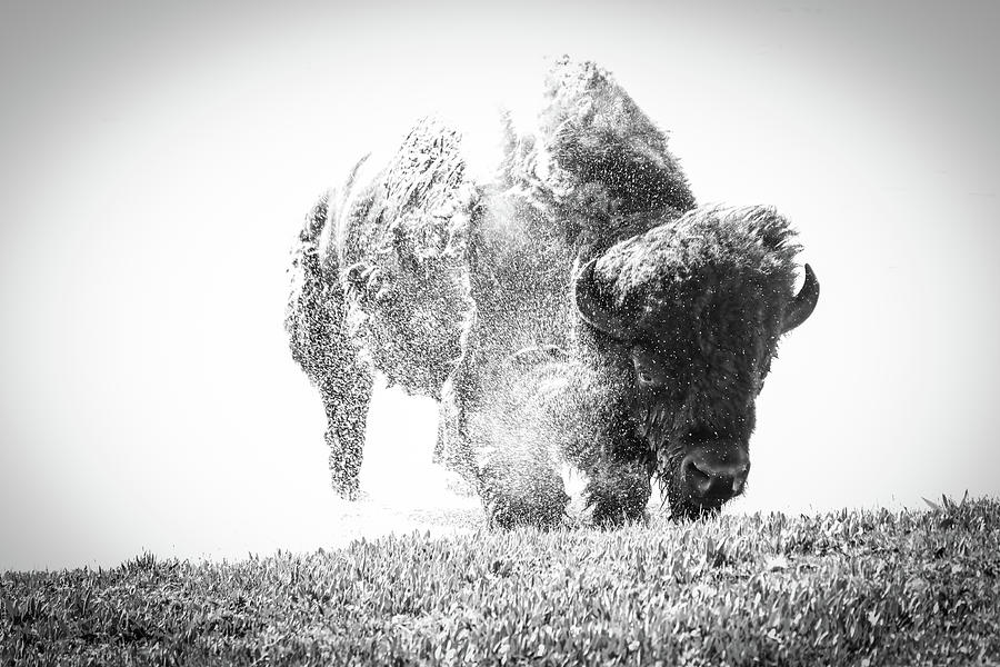 The Final Bison Photograph by Dan Sproul