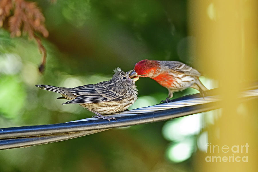 The Finch Feeding Photograph by Amazing Action Photo Video