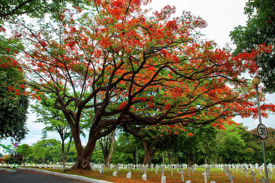 The Fire Tree Photograph by William E Rogers - Fine Art America