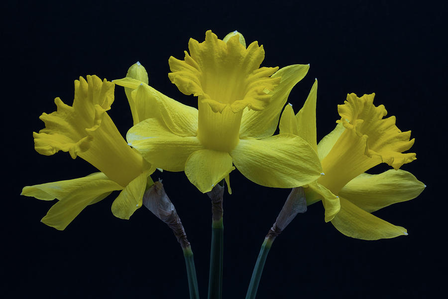 The First Daffodils Photograph by Robert Pilkington