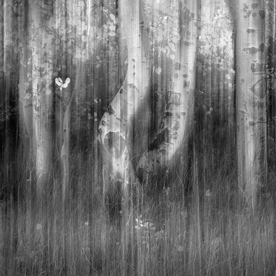 The First Dance - Aspen Trees Photograph by Alexander Kunz