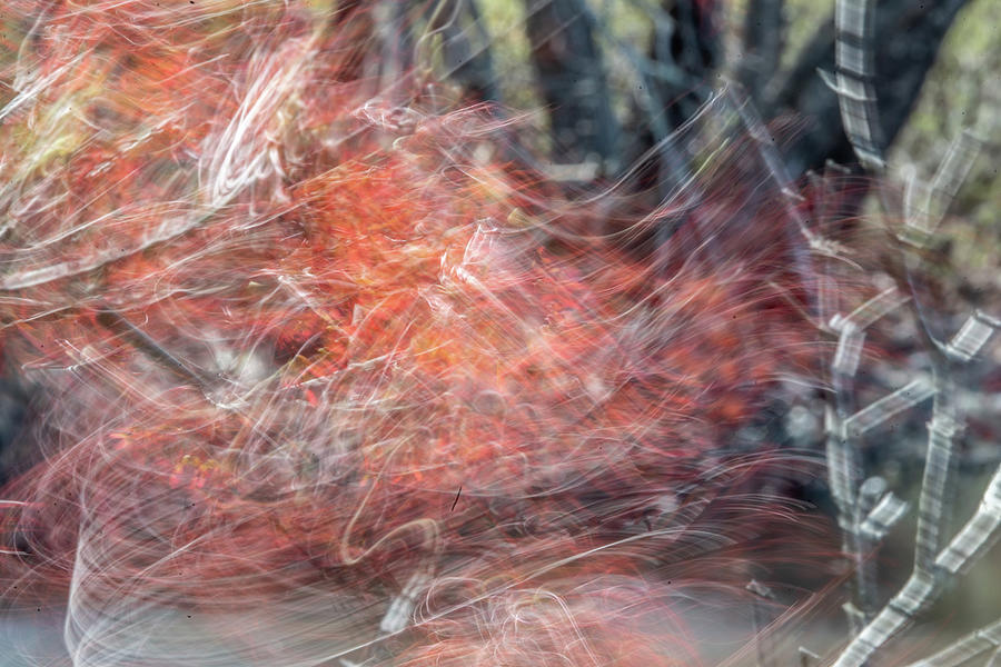 Abstract Photograph - The first  dance of spring by John Repoza