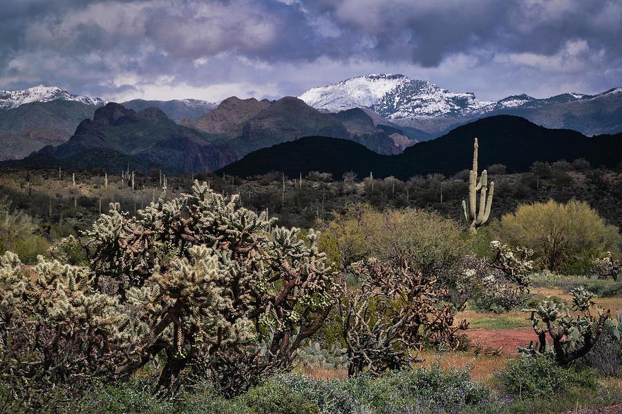The First Day Of Spring In The Sonoran  Photograph by Saija Lehtonen