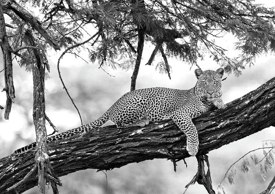 The First Leopard in Monochrome Photograph by Max Waugh