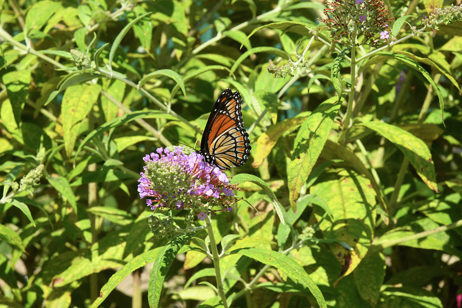 The First Viceroy Butterfly Photograph by Robert Tubesing Fine Art