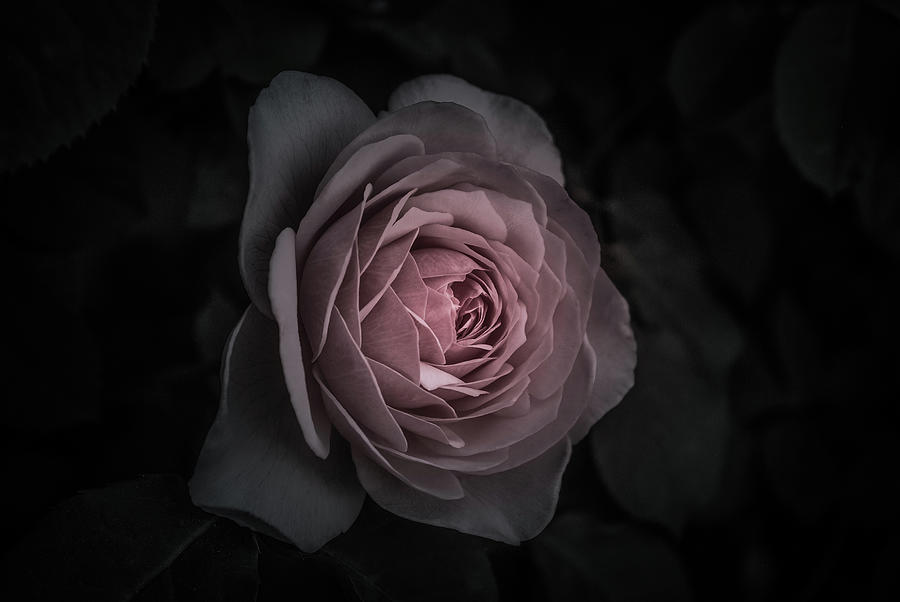 The First Rose Photograph