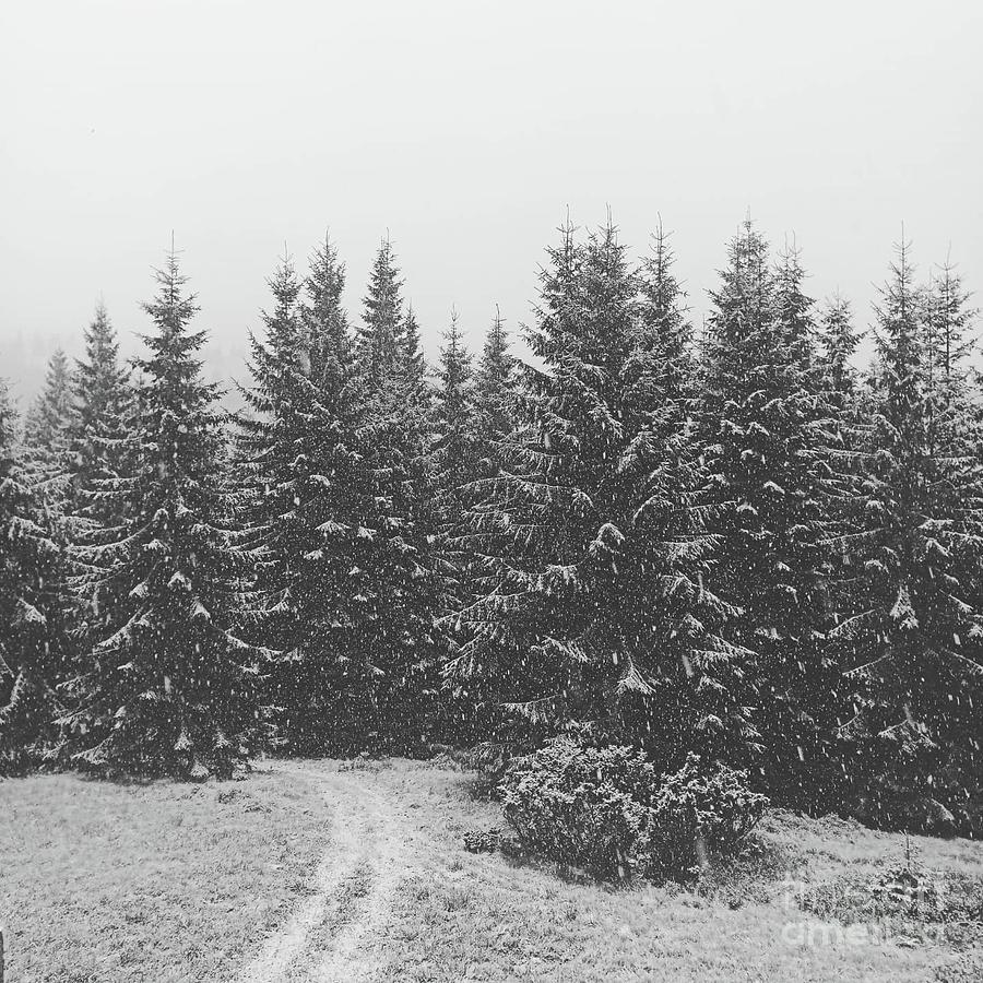 The first snow Photograph by Julia Bernardes