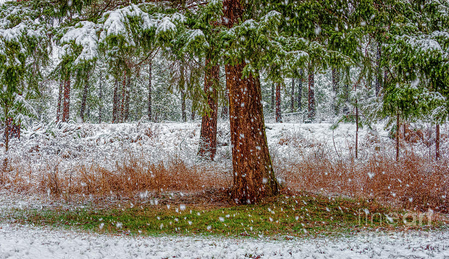 The First Snow Photograph by Pamela Dunn-Parrish