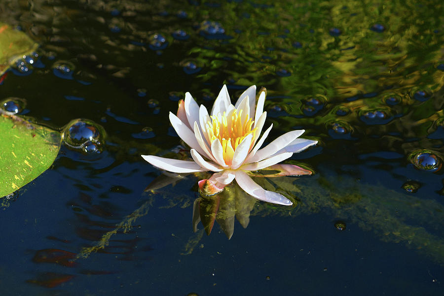 Lily Photograph - The First Water Lily by Robert Tubesing