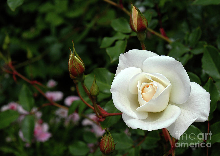 The first white rose has opened up in the rose garden. Photograph by Gunther Allen