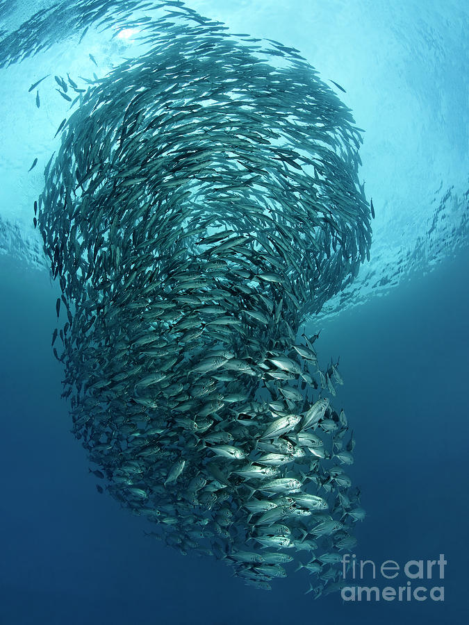 The Fish-Twister Photograph by Norbert Probst