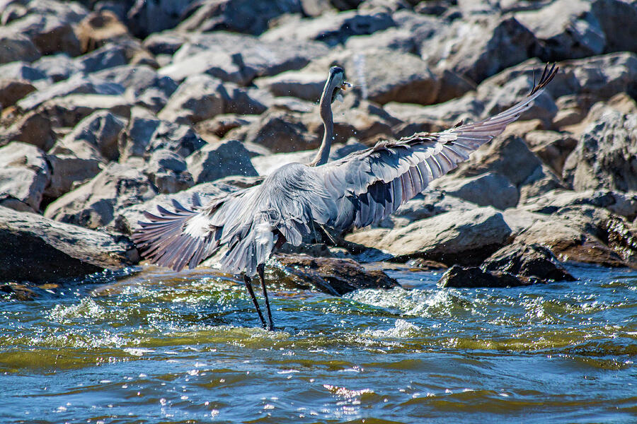 The Fishers Patience Waiting on the Perfect Catch Photograph by Lisa Arview The Fishers Patience Waiting on the Perfect Catch Photograph by Lisa Arview